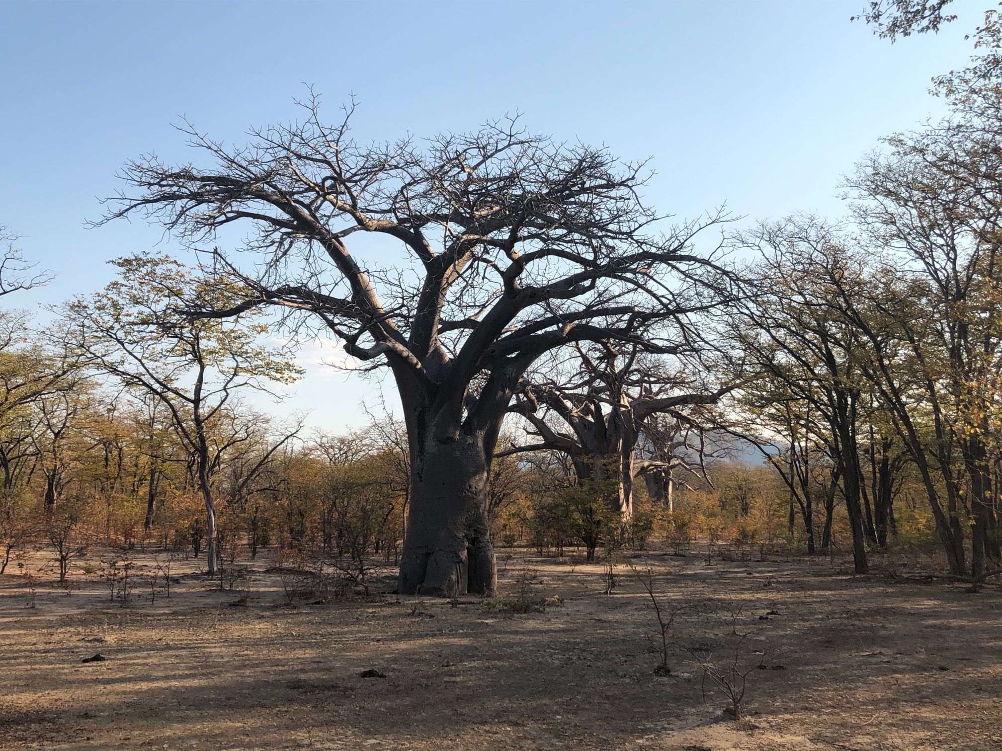 Baobab Rufunsa